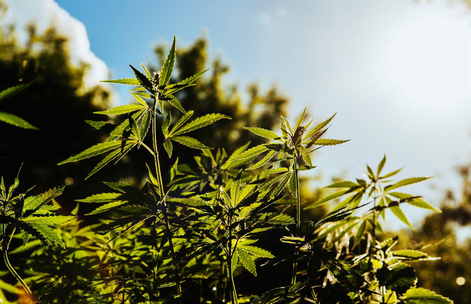 Disused hemp plant – $5 million